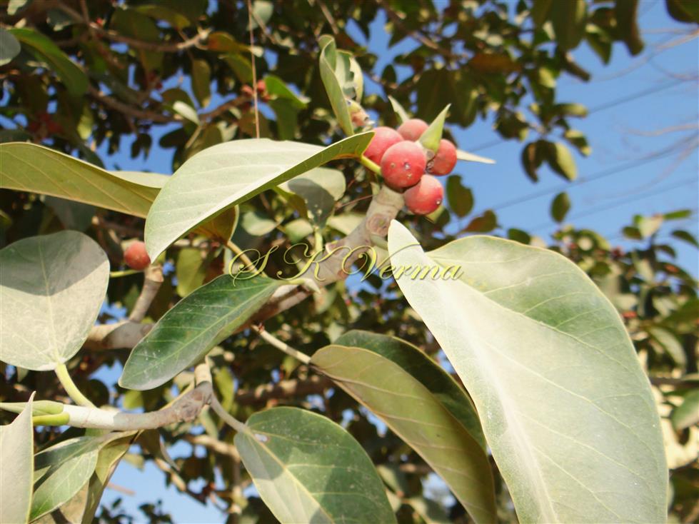   Branch bearing Hypanthodia
